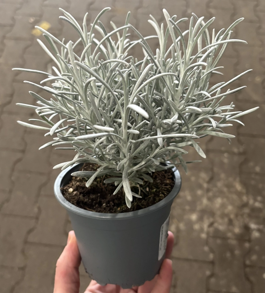 Currykraut 'Helichrysum Italicum' Cover